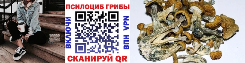 мориарти как зайти  Сертолово  Псилоцибиновые грибы мицелий 