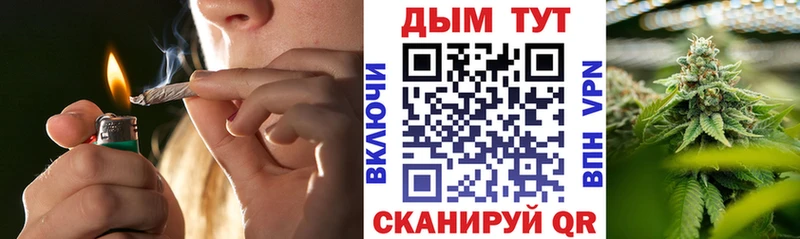 где купить Сертолово Каннабис сатива